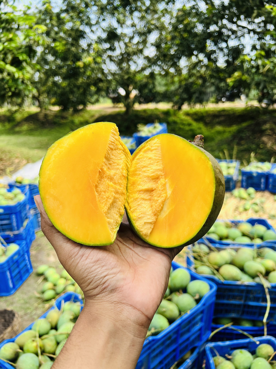 Himsagar Mango sk lp1